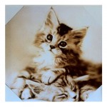Framework kitten canvas