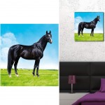 Horse Canvas frame