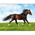 Horse Dandelion Canvas frame